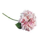 Hortensie, rosé