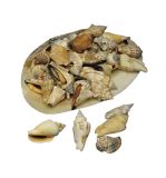Coquillages pointus