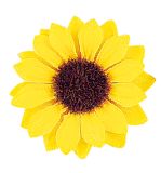 Têtes de tournesol, 3,5cm ø