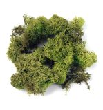 Mousse d'Islande, vert clair