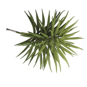 Sukkulente  Senecio