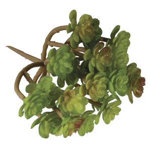 Sukkulente Sedum