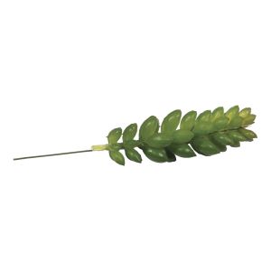 Mini-Succulent  Crassula