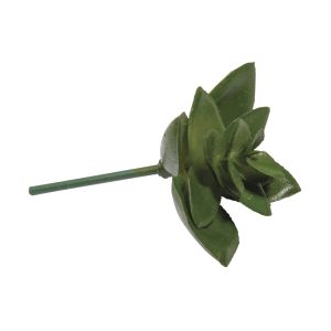 Mini-Succulent  Haworthia