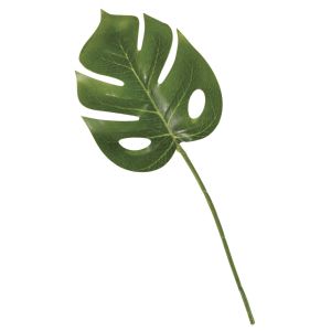 Monstera leaf
