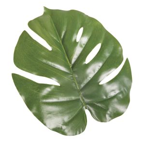 Monstera leaf