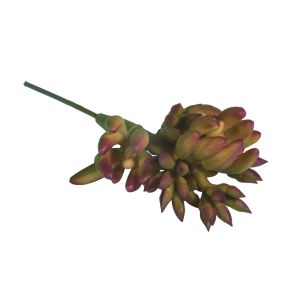 Sukkulente  Ovata