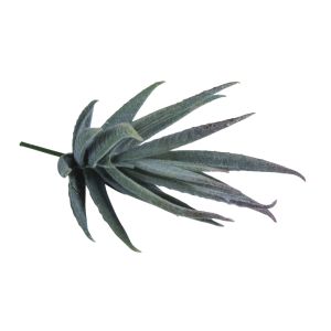 Succulents  Aloe