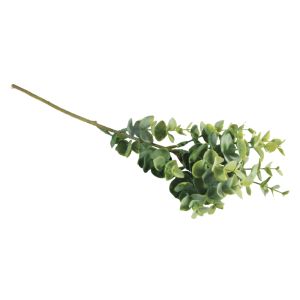 Boxwood twig