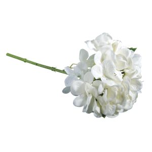 Hydrangea