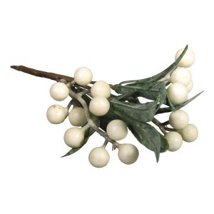 Mistletoe twig