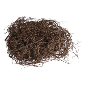 Branches décoratives Muehlenbeckie