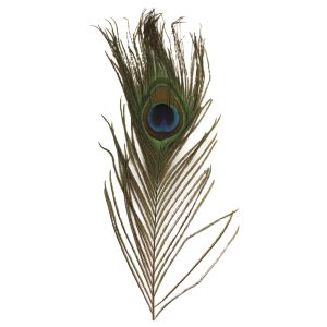 Peacock´s feathers