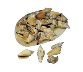 Coquillages pointus