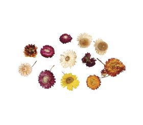 Fleurs éternelles
