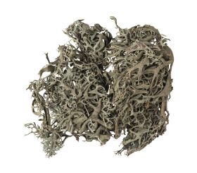 Mousse de lichen