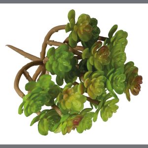 Succulent  Sedum