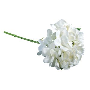 Hortensia