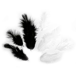 Mélange de plumes