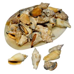 Spitzmuscheln