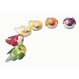 Pilzvogel