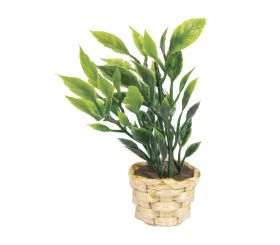 Mini-plante décorative