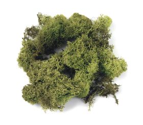 Icelandic moss