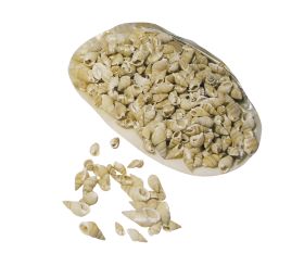 Posthorn-Muscheln