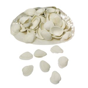 Coquillages Clovis