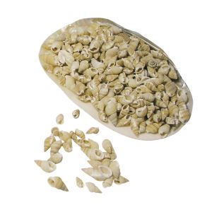 Coquillages de cor du postillon
