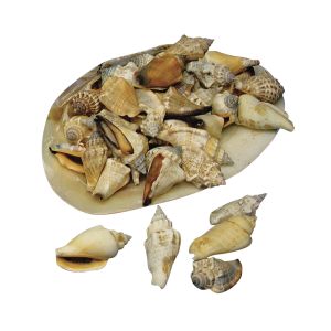 Coquillages pointus