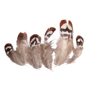 Plumes décoratives