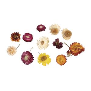 Fleurs éternelles