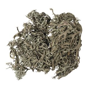 Mousse de lichen