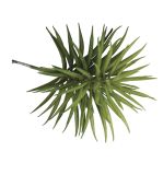 Succulent  Senecio