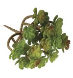 Sukkulente  Sedum