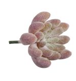 Mini-Succulent  Echeveria