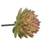 Mini-Succulent  Echeveria