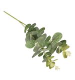 Branche d'eucalyptus