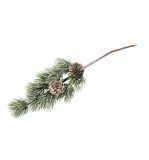 Fir twig with cones
