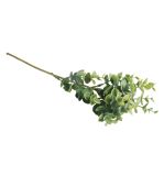 Boxwood twig