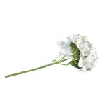 Hortensie, weiß