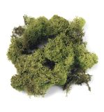 Icelandic moss, light green