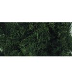 Mousse d'Islande, vert foncé