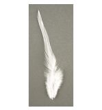 Trendy feather