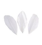 Plumes coupées, blanc