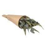 Eucalyptus bundle with paper sleeve